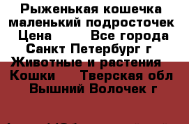 Рыженькая кошечка маленький подросточек › Цена ­ 10 - Все города, Санкт-Петербург г. Животные и растения » Кошки   . Тверская обл.,Вышний Волочек г.